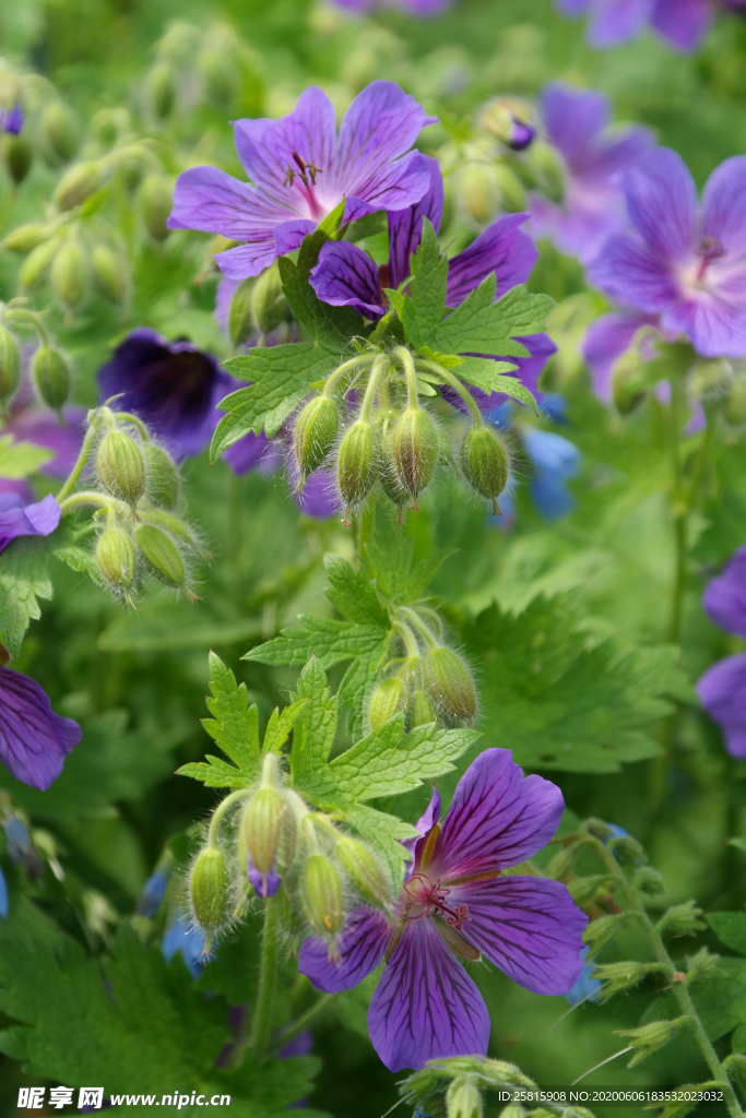 天竺葵唯美图片