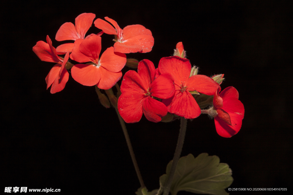 天竺葵唯美图片