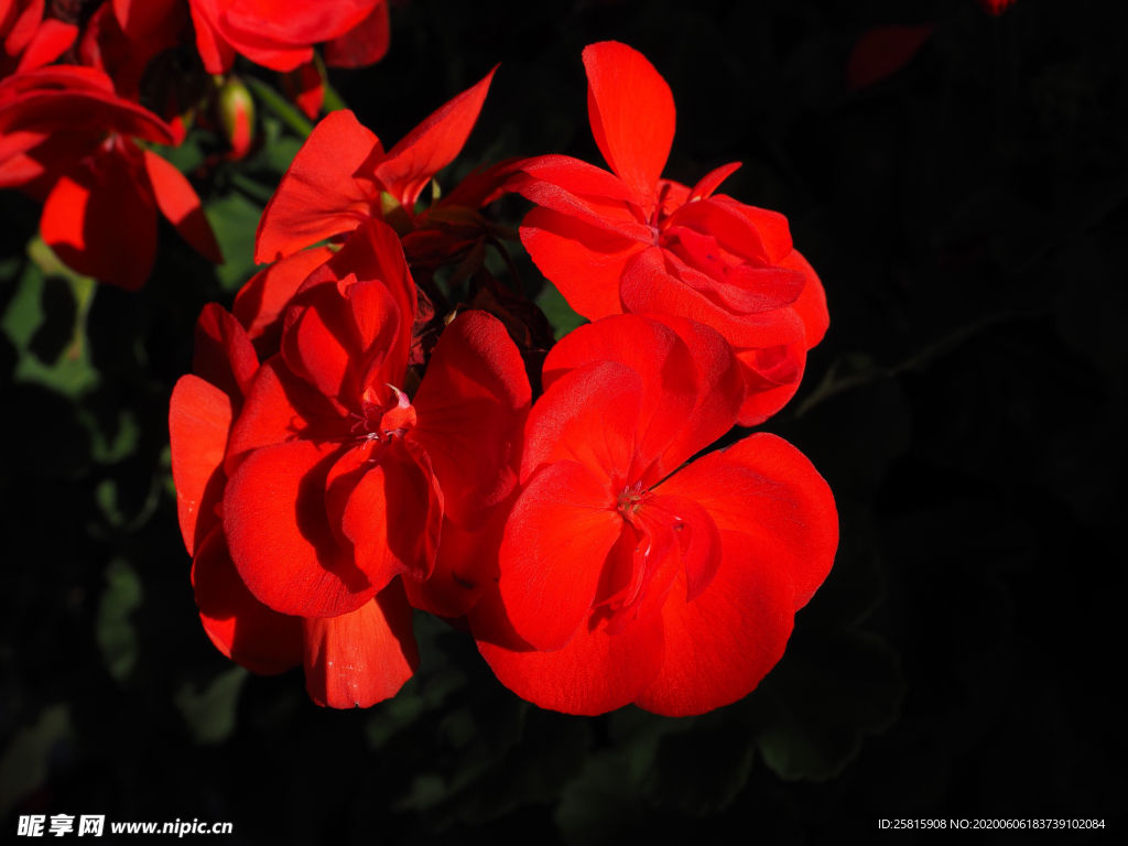 天竺葵唯美图片