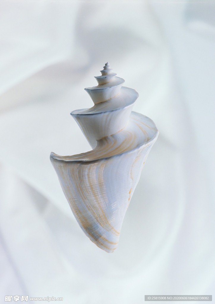 贝壳海螺唯美图片