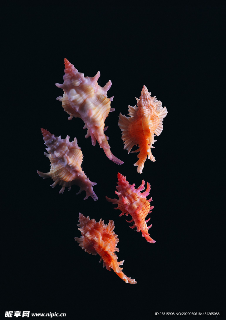 贝壳海螺唯美图片