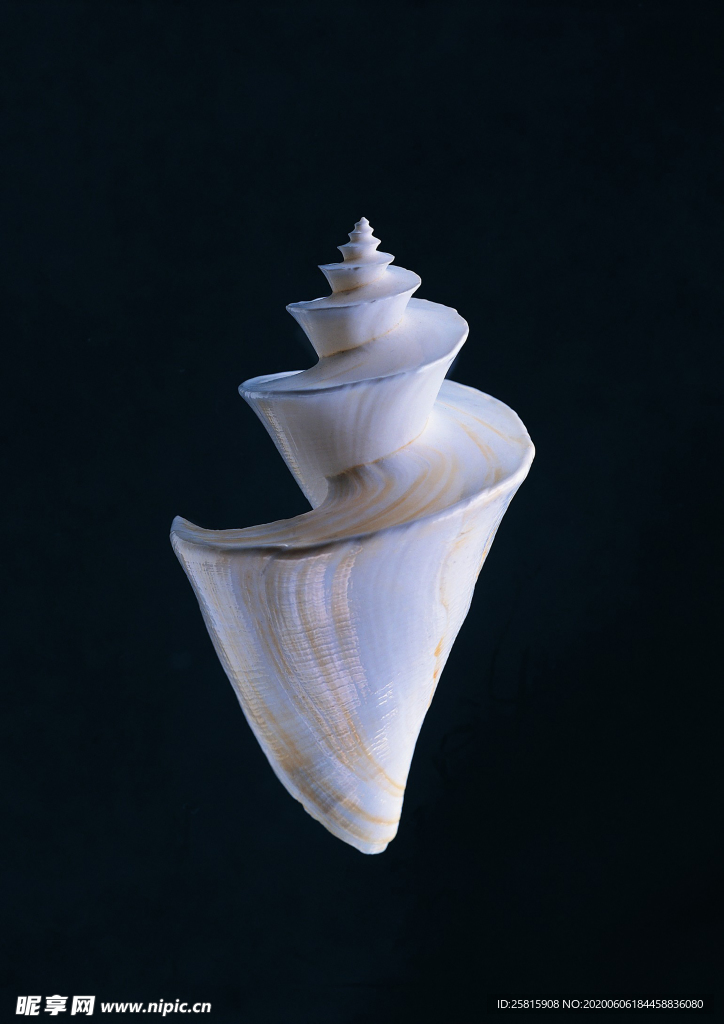 贝壳海螺唯美图片