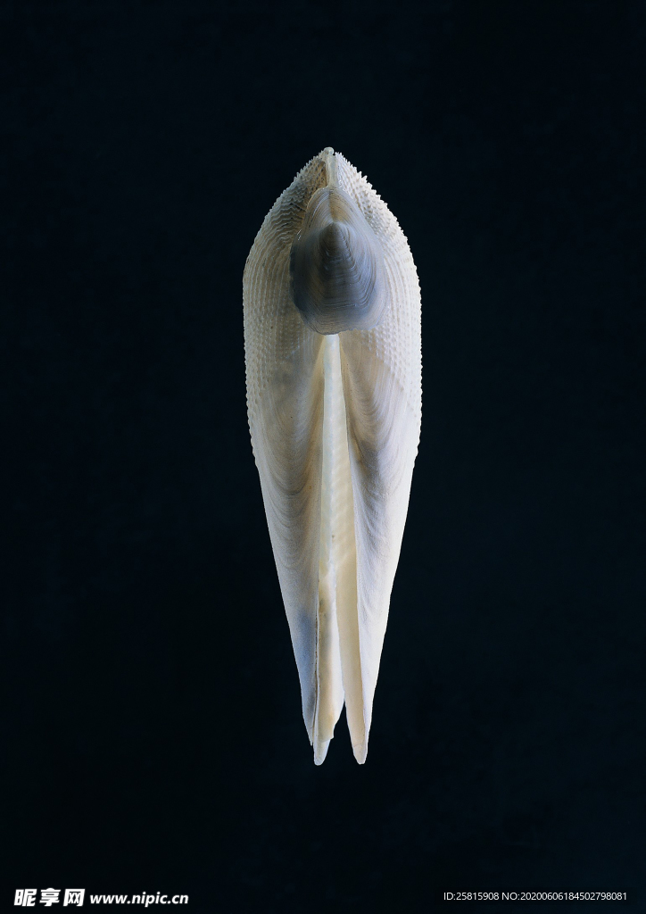 贝壳海螺唯美图片