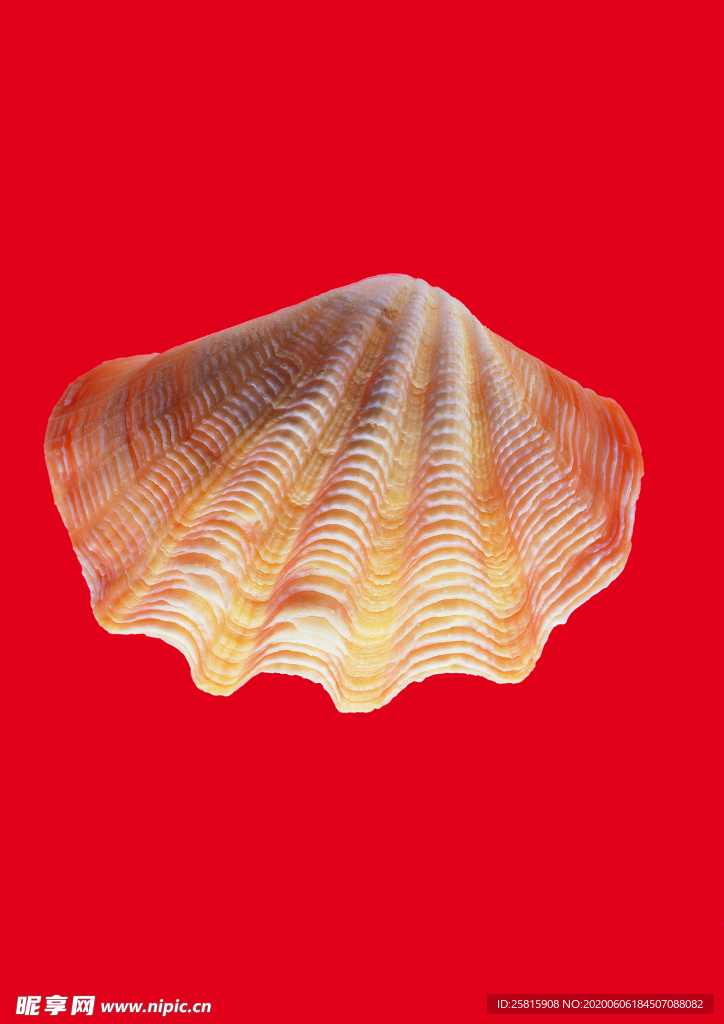 贝壳海螺唯美图片