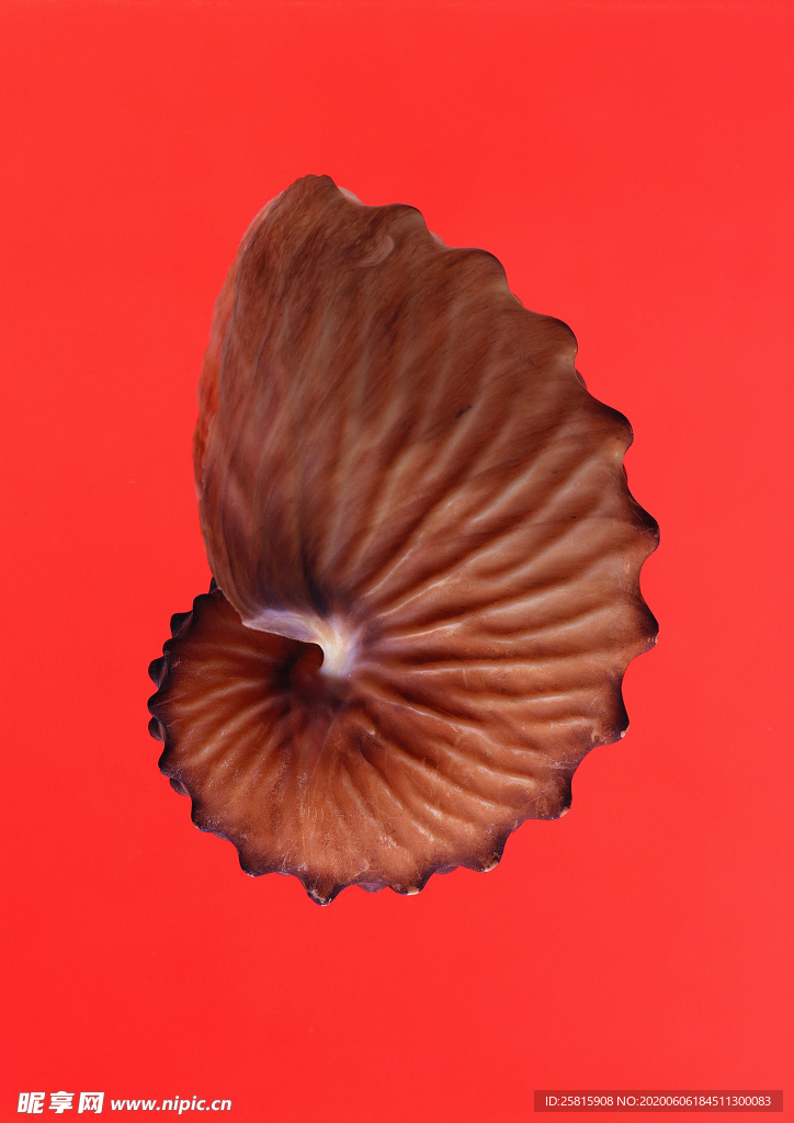 贝壳海螺唯美图片