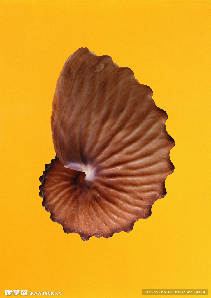 贝壳海螺唯美图片