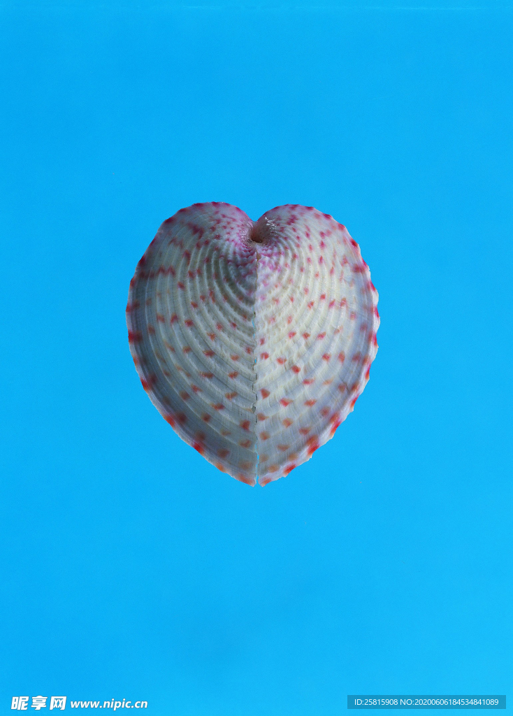 贝壳海螺唯美图片