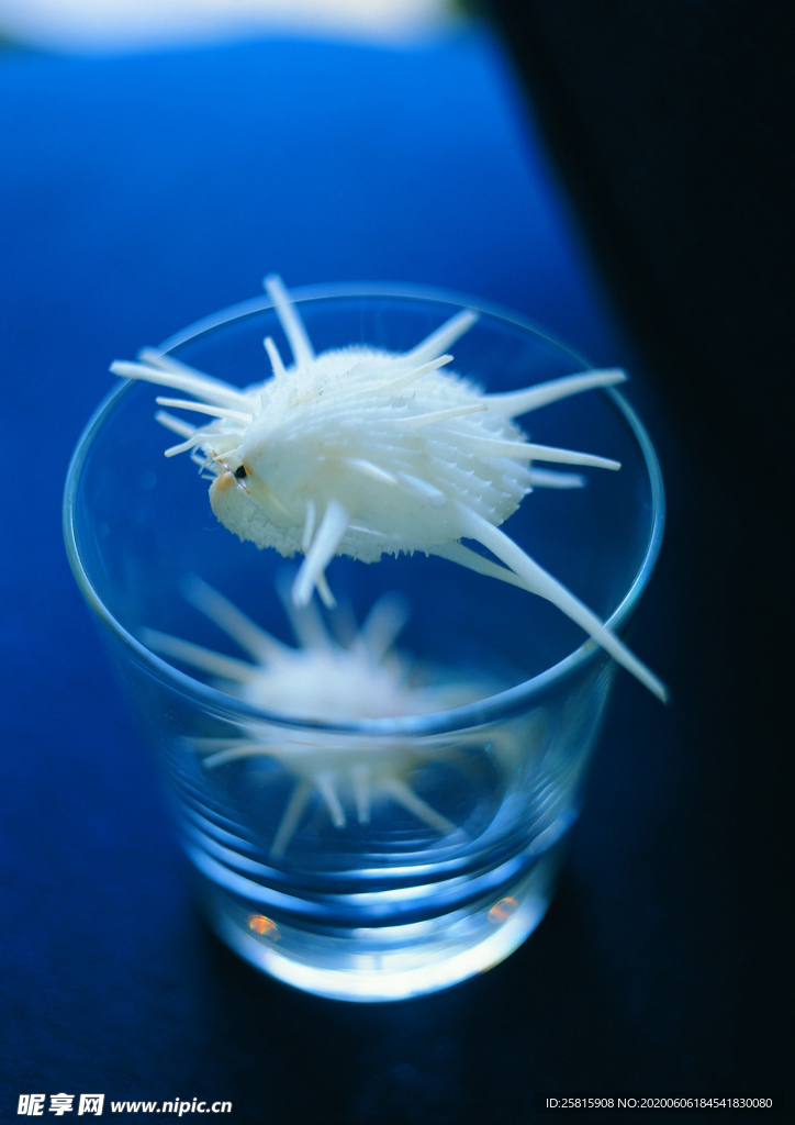 贝壳海螺唯美图片