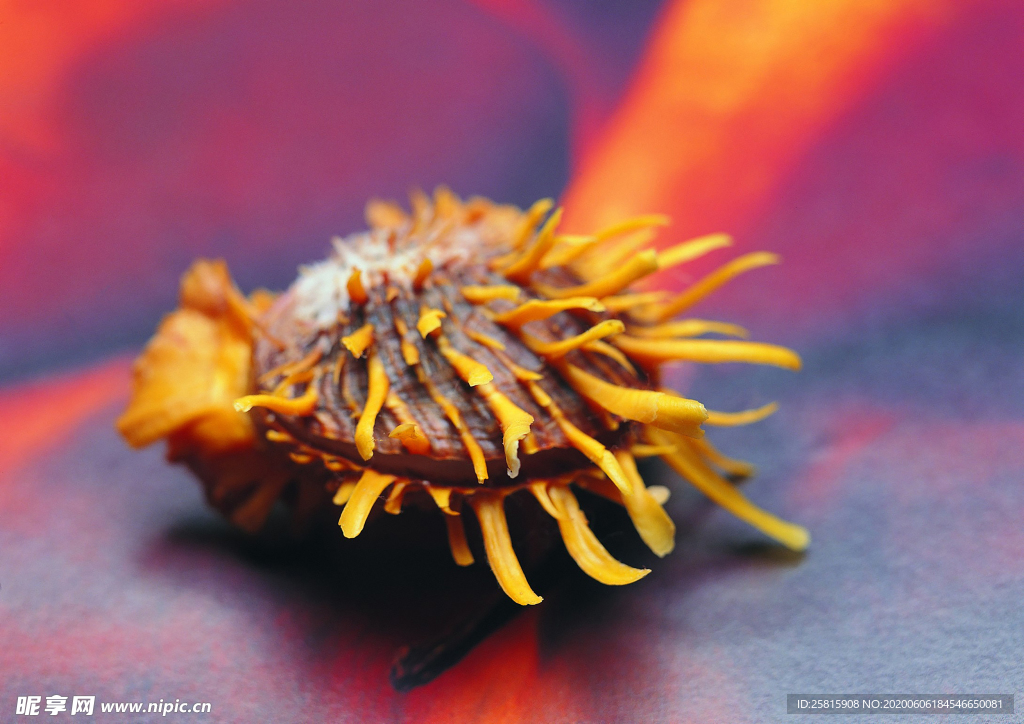 贝壳海螺唯美图片