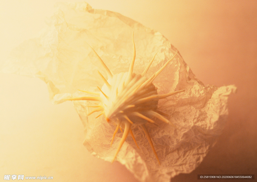 贝壳海螺唯美图片