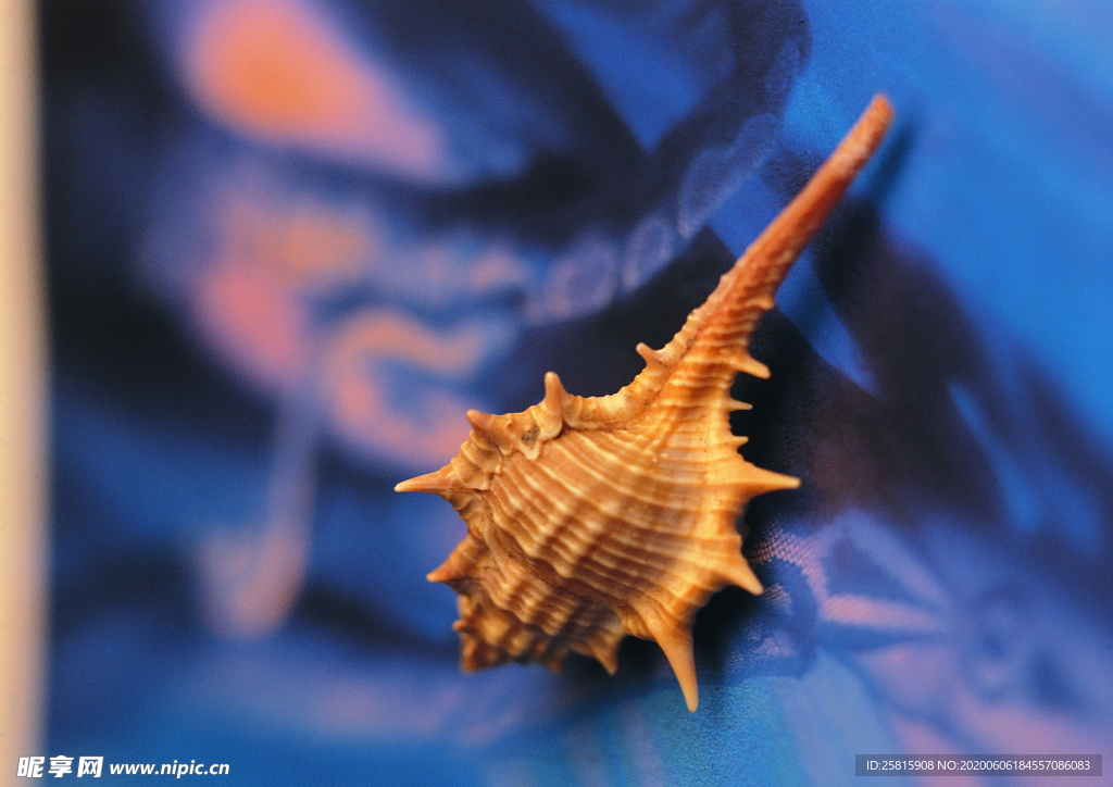 贝壳海螺唯美图片