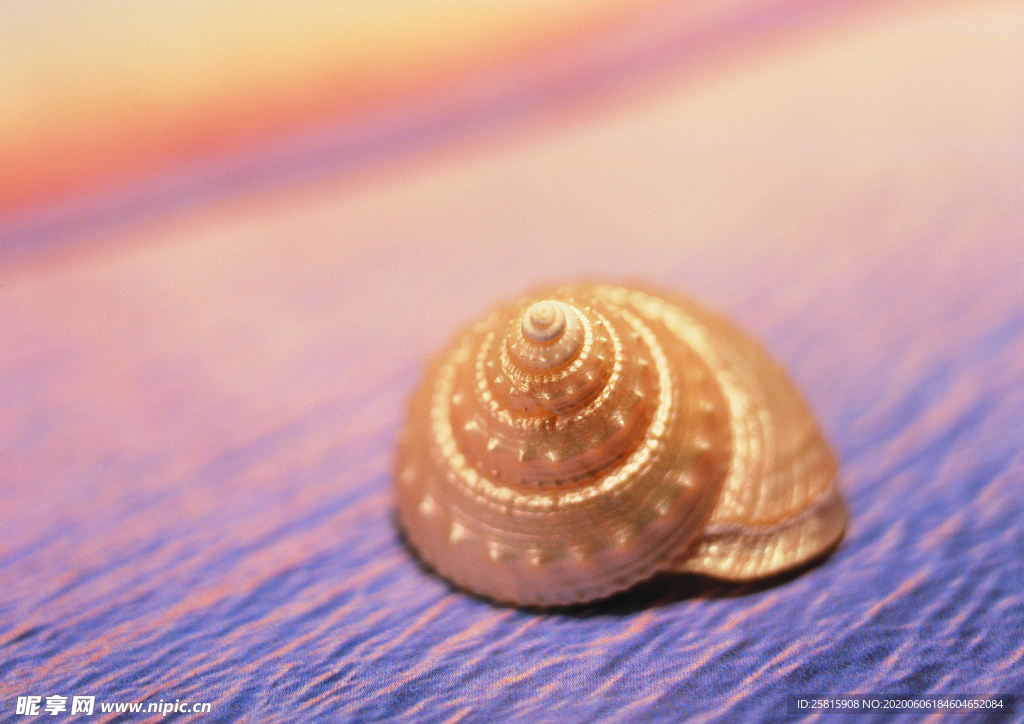 贝壳海螺唯美图片