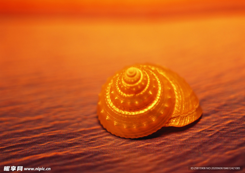 贝壳海螺唯美图片