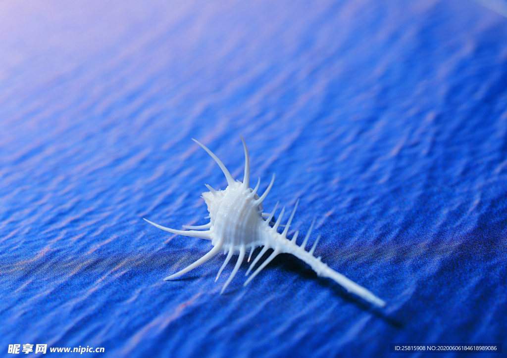 贝壳海螺唯美图片