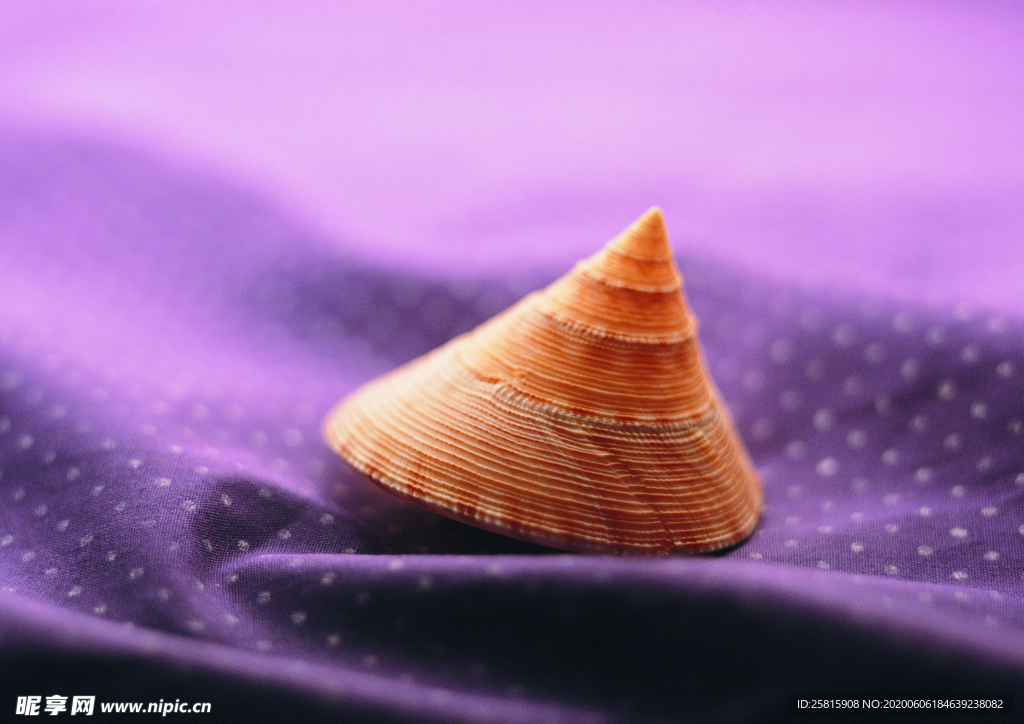 贝壳海螺唯美图片