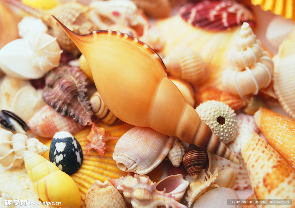 贝壳海螺唯美图片