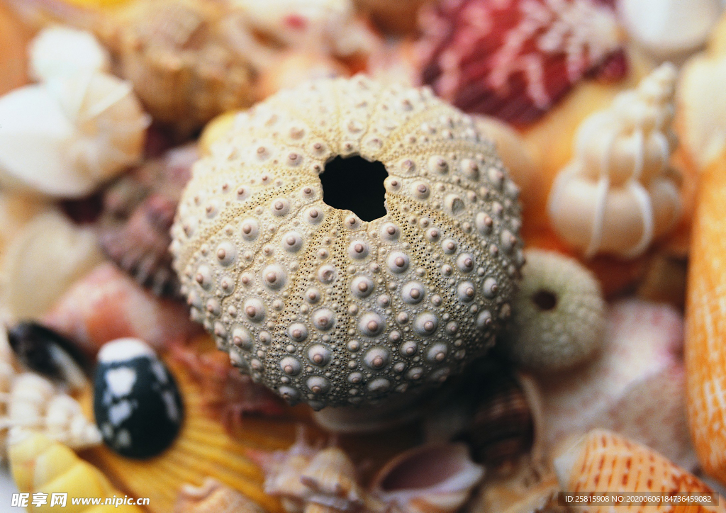 贝壳海螺唯美图片