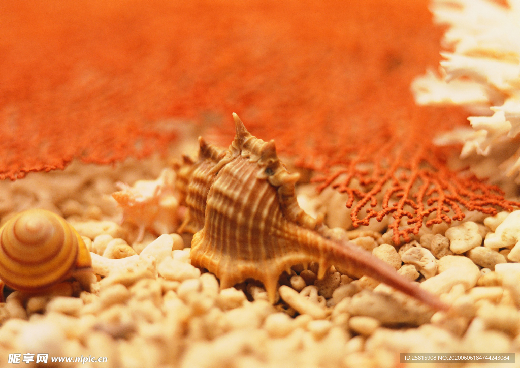 贝壳海螺唯美图片