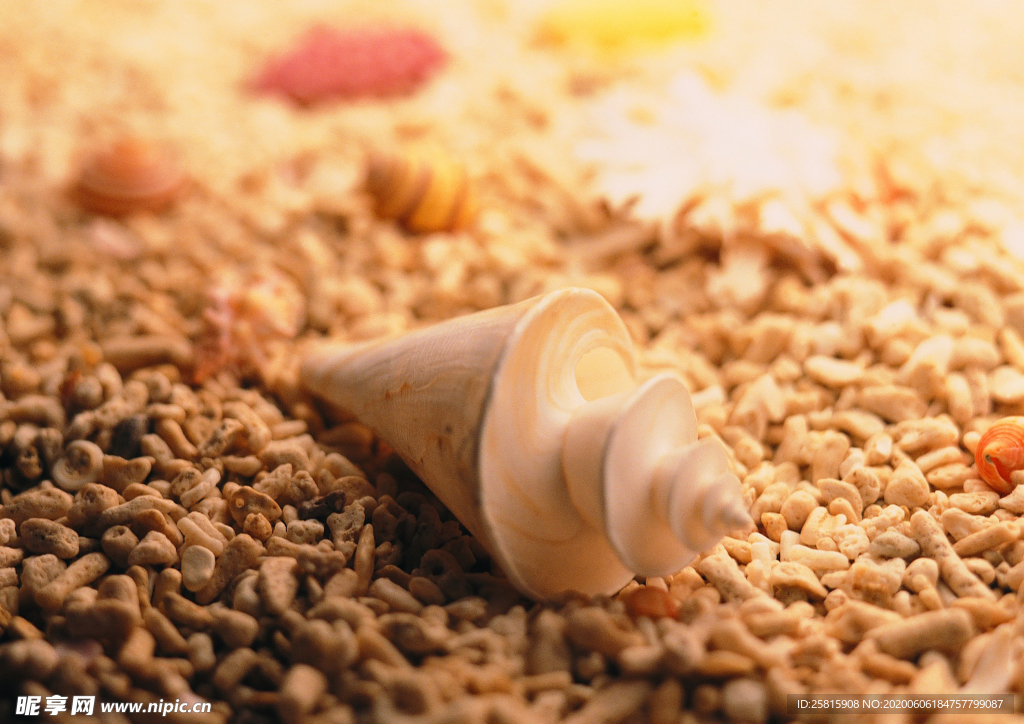 贝壳海螺唯美图片