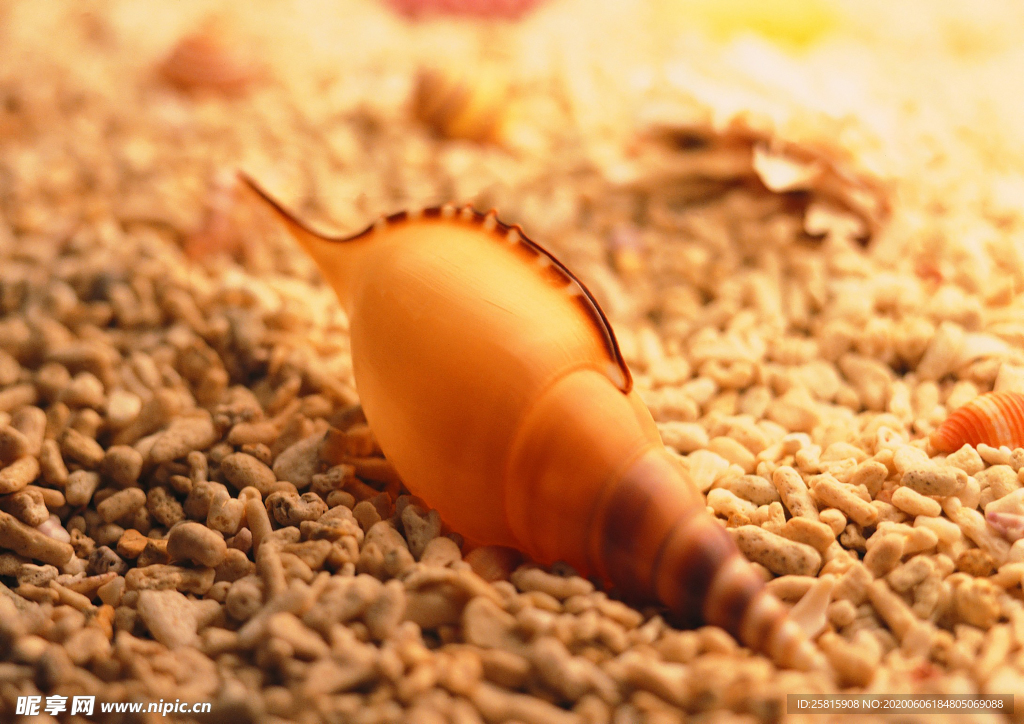 贝壳海螺唯美图片