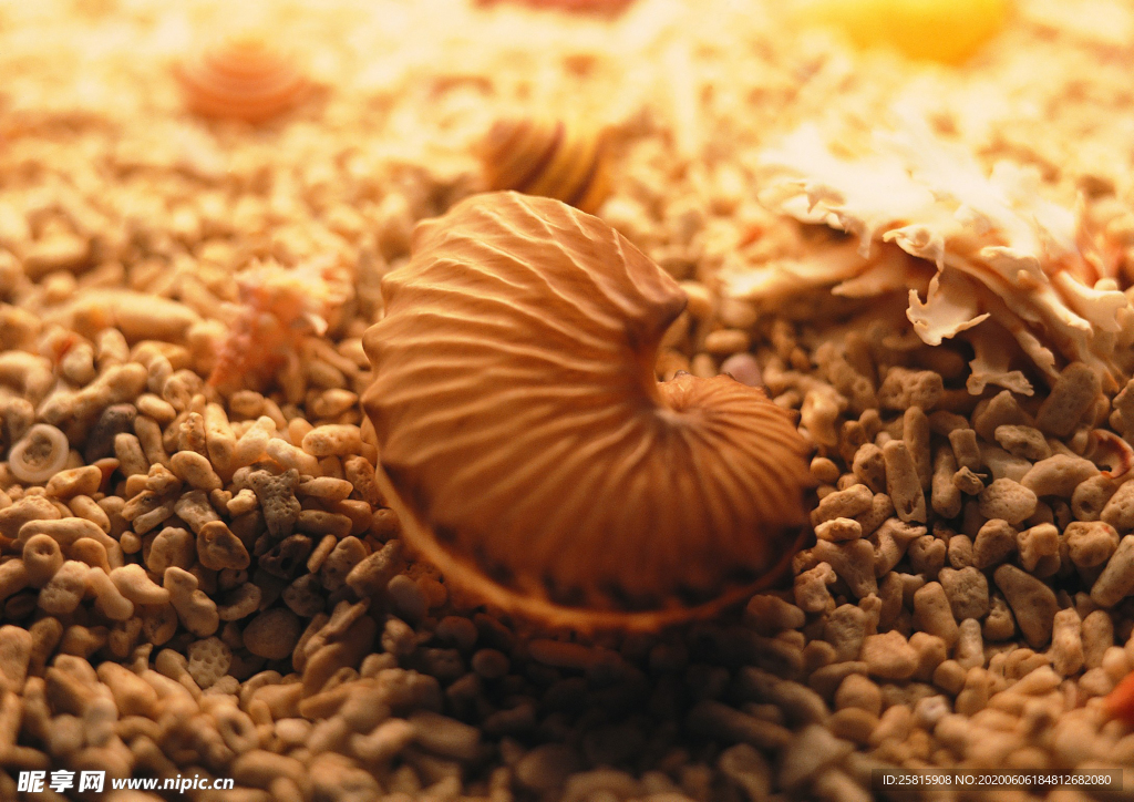 贝壳海螺唯美图片