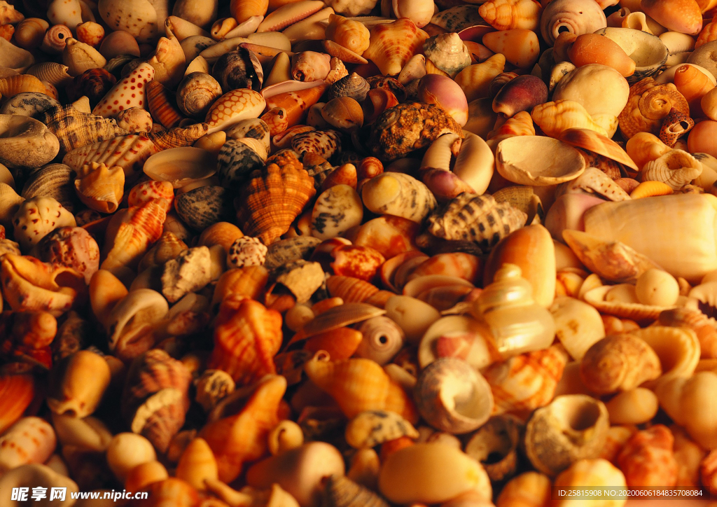 贝壳海螺唯美图片