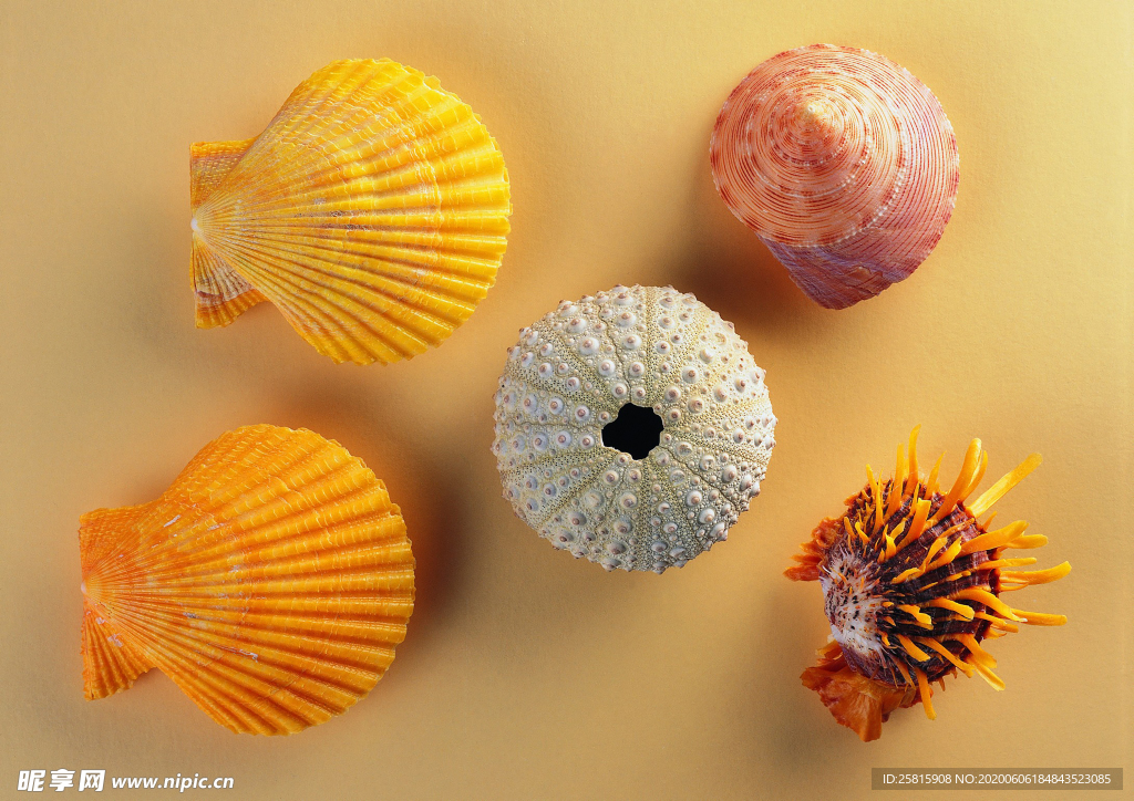 贝壳海螺唯美图片