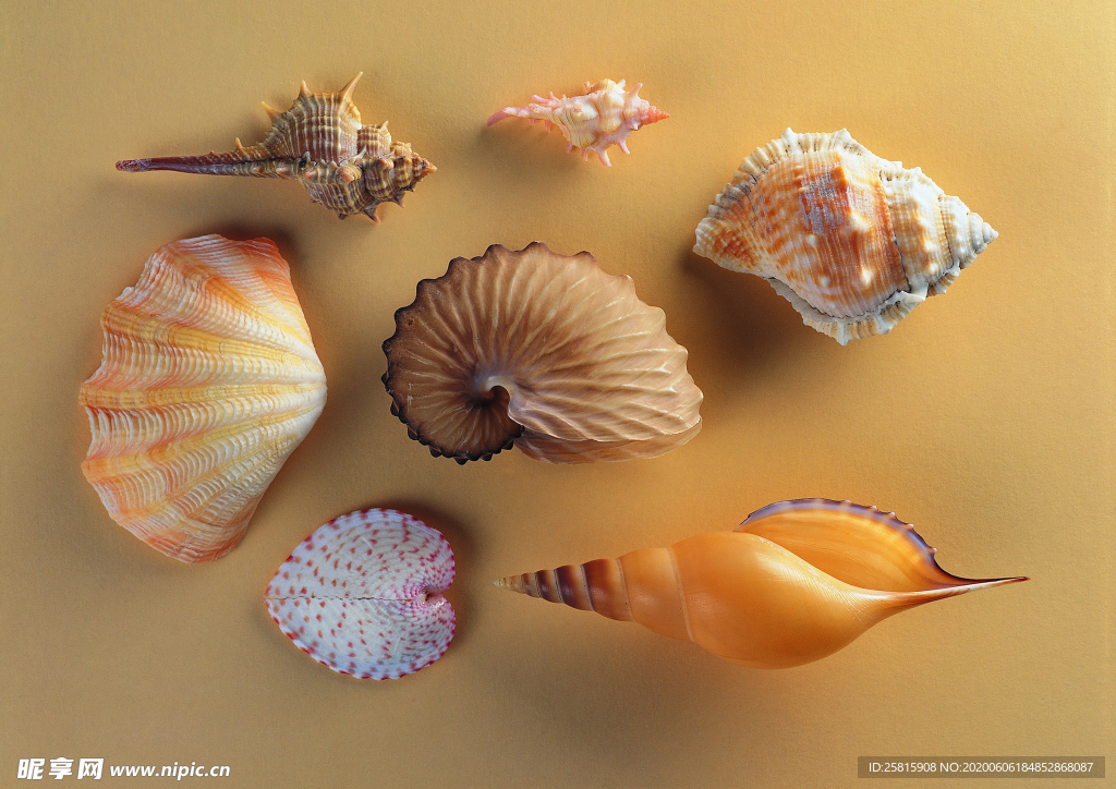 贝壳海螺唯美图片