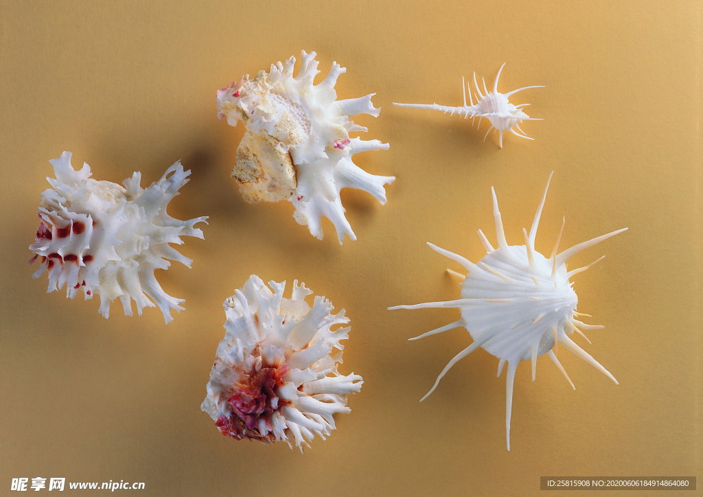 贝壳海螺唯美图片