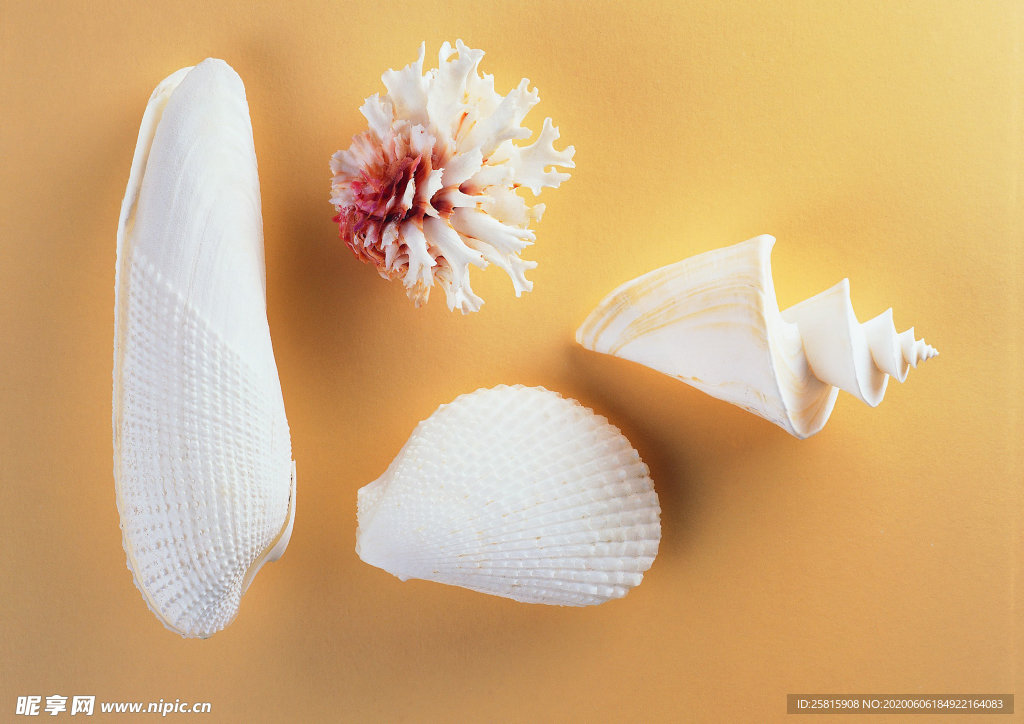 贝壳海螺唯美图片