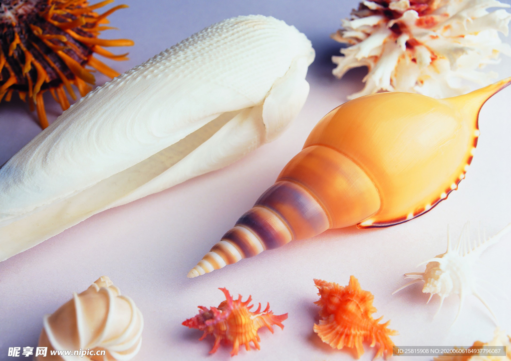 贝壳海螺唯美图片