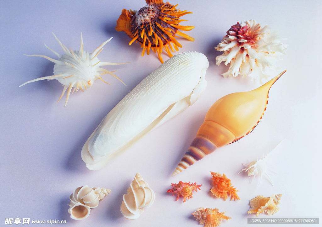 贝壳海螺唯美图片