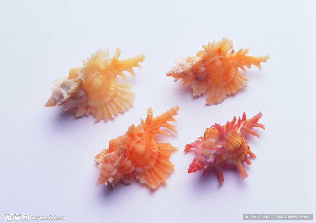 贝壳海螺唯美图片