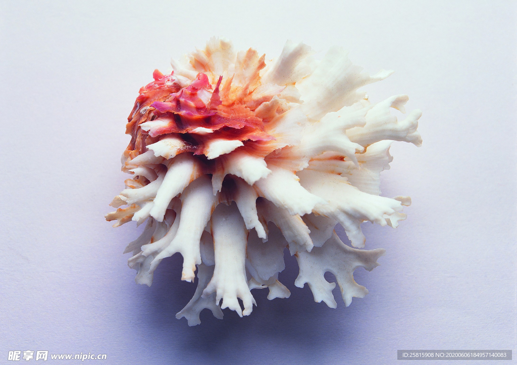 贝壳海螺唯美图片