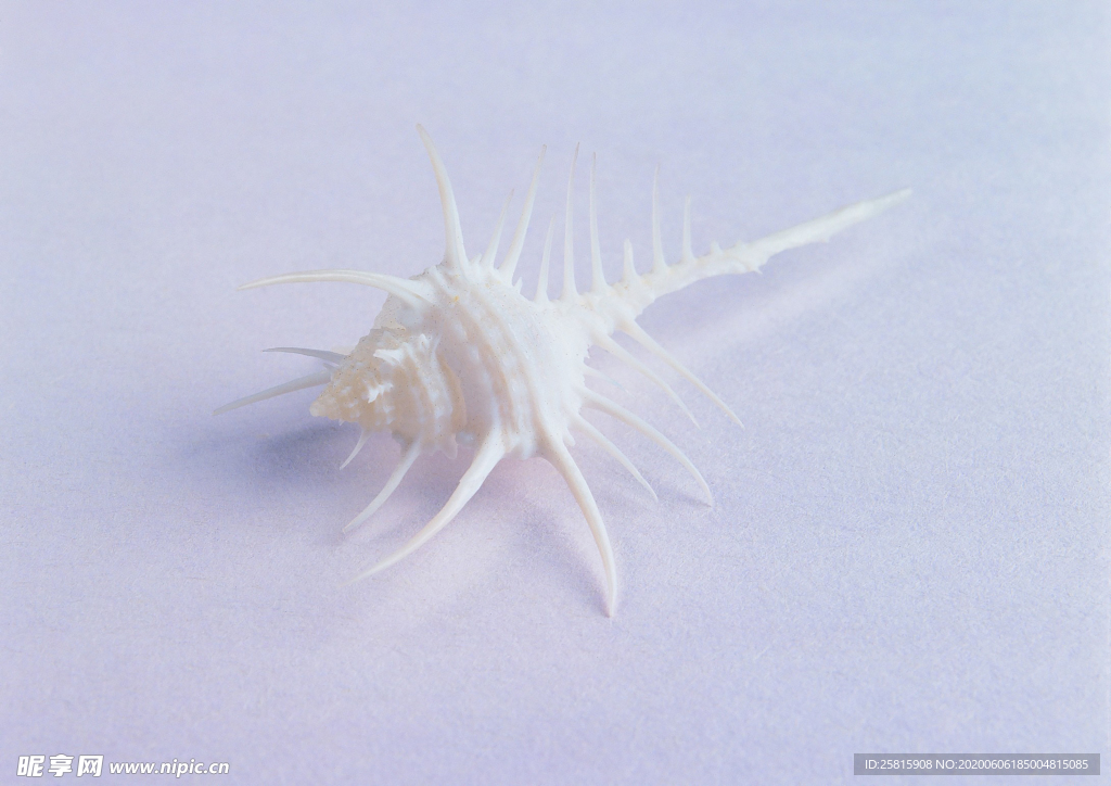 贝壳海螺唯美图片