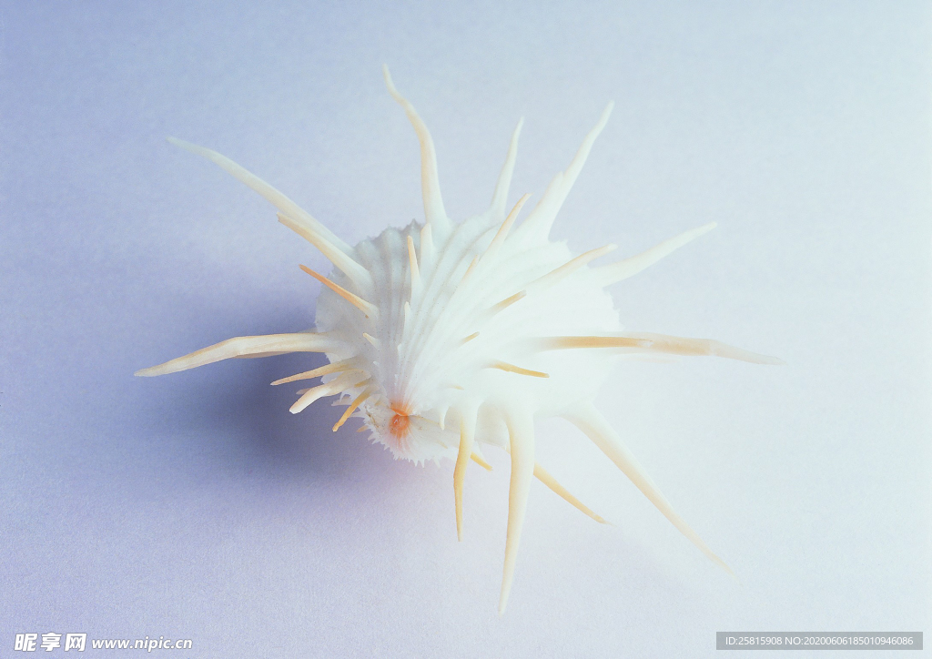 贝壳海螺唯美图片