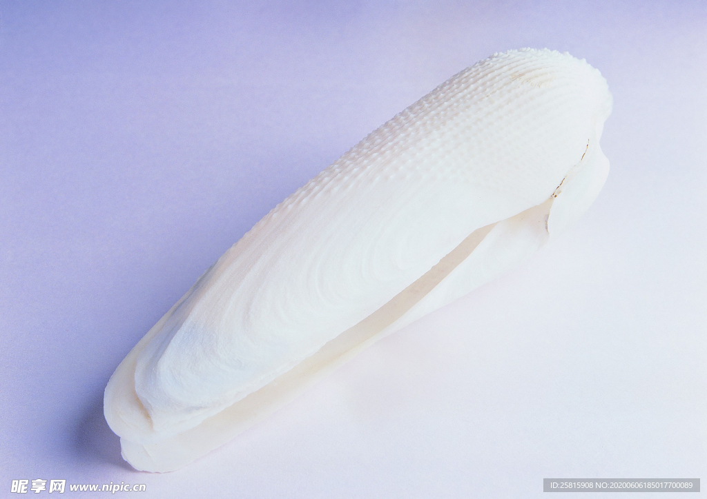 贝壳海螺唯美图片