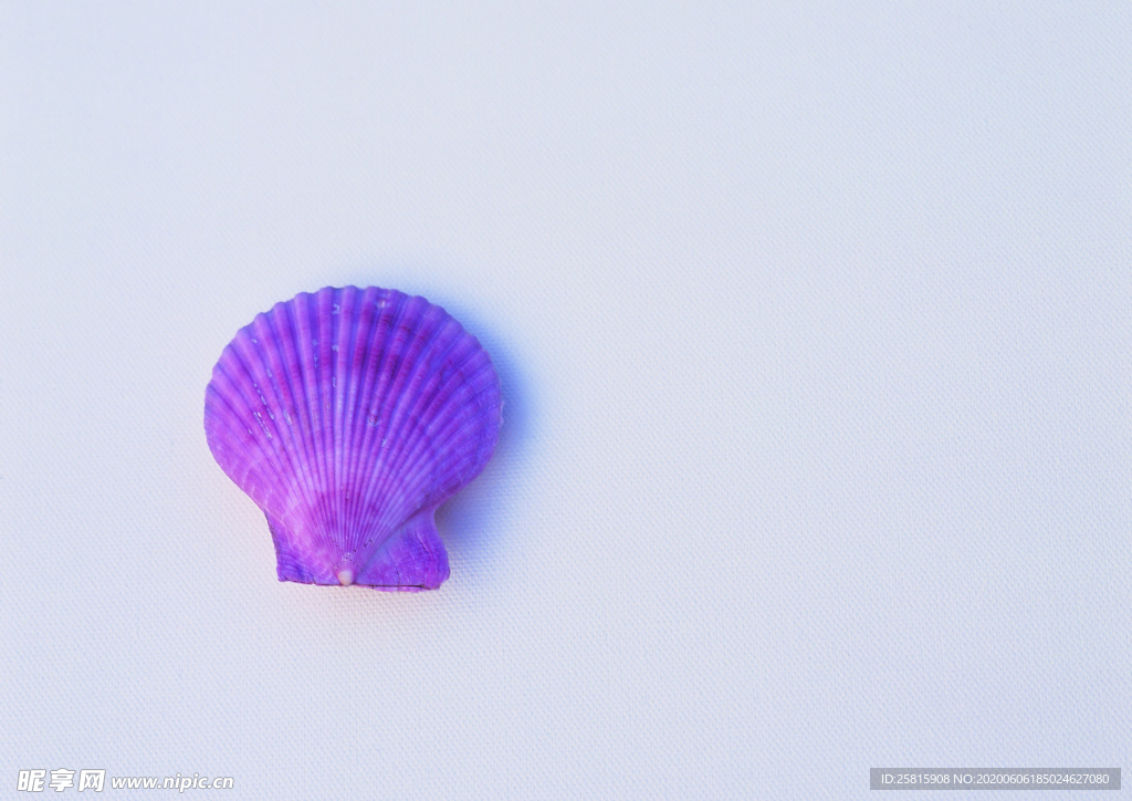 贝壳海螺唯美图片