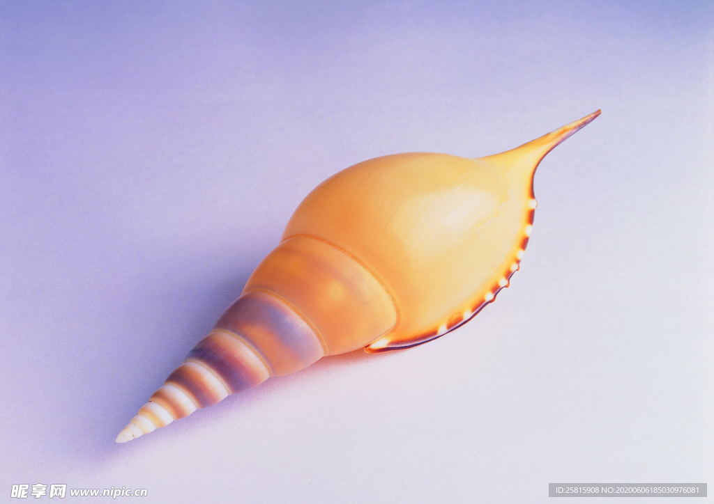 贝壳海螺唯美图片