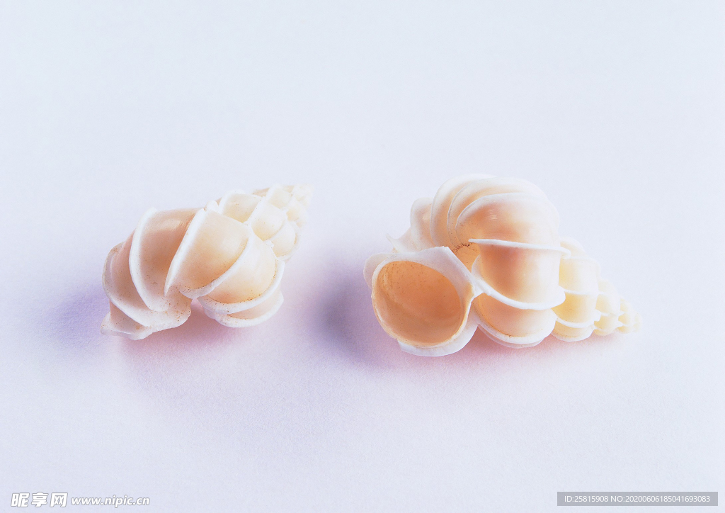 贝壳海螺唯美图片