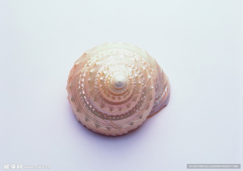 贝壳海螺唯美图片