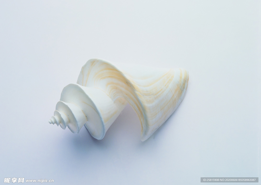 贝壳海螺唯美图片