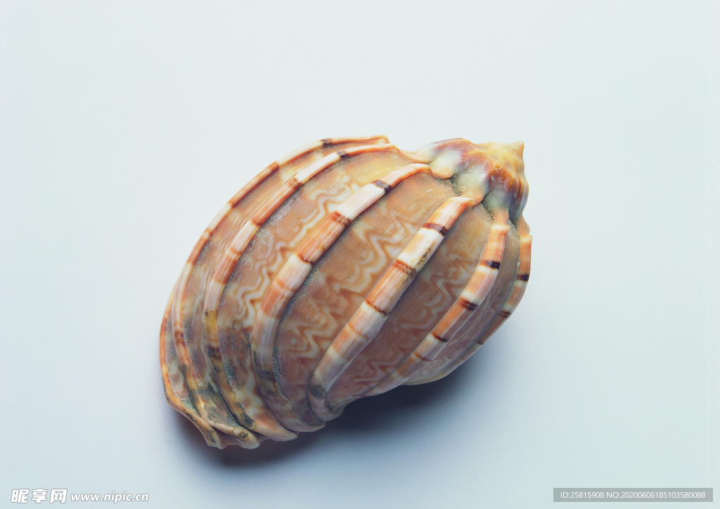 贝壳海螺唯美图片