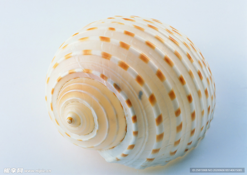 贝壳海螺唯美图片