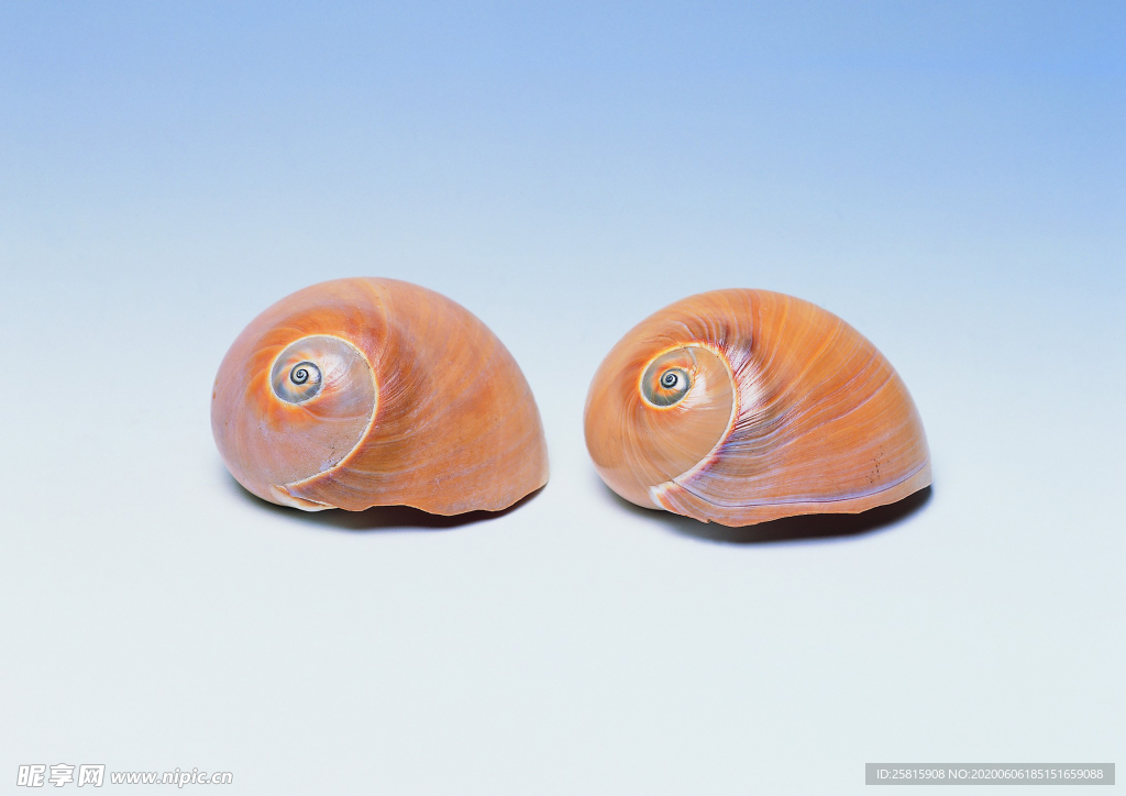 贝壳海螺唯美图片