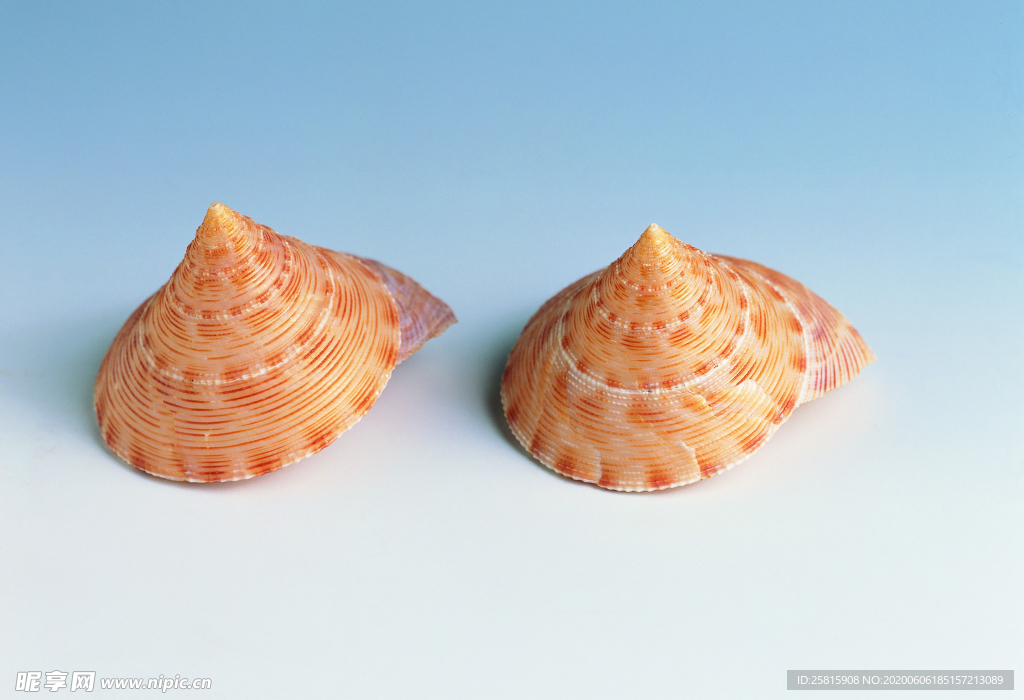 贝壳海螺唯美图片