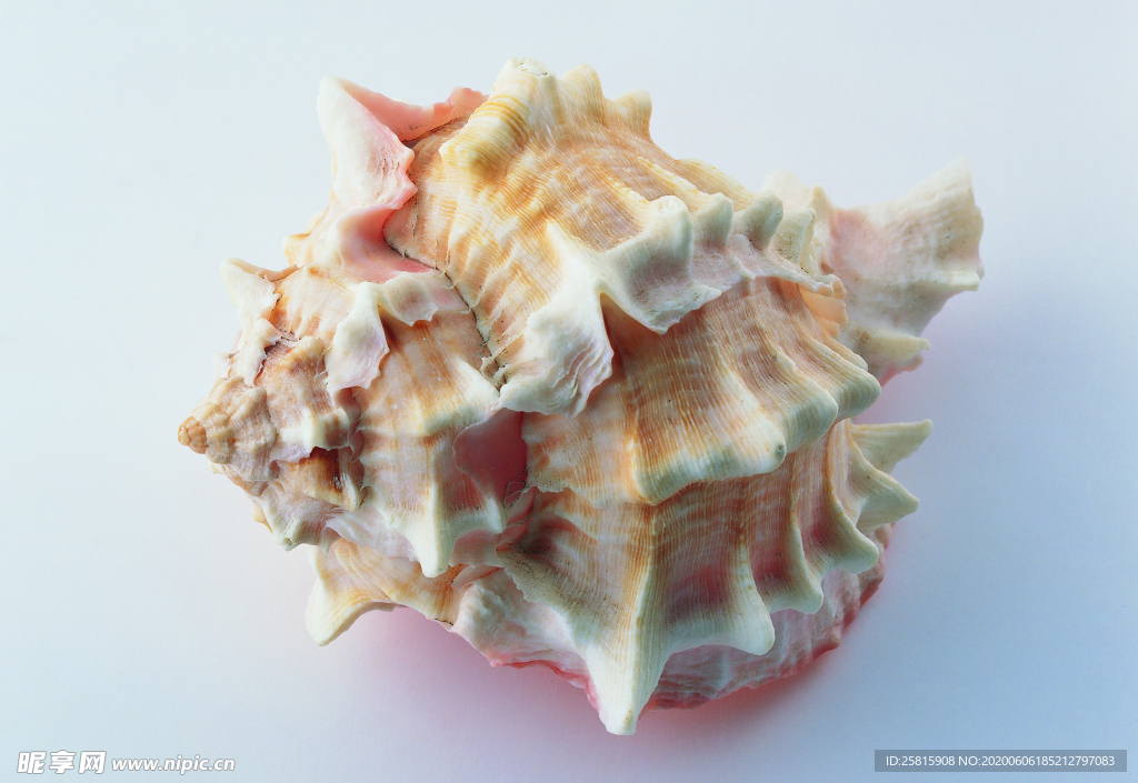 贝壳海螺唯美图片