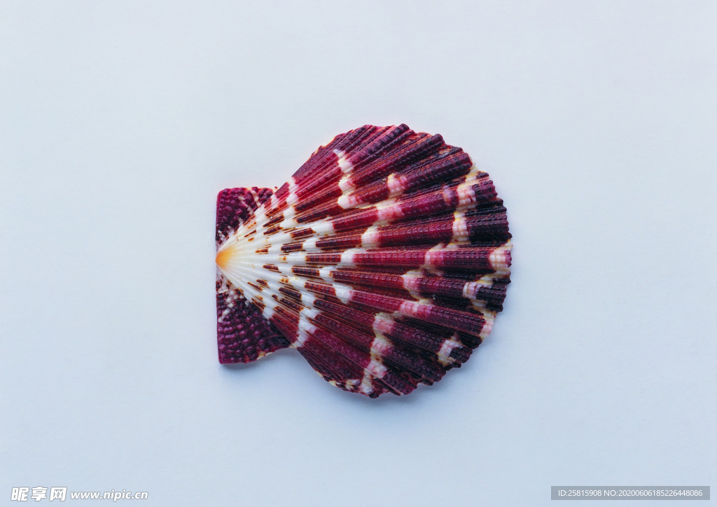 贝壳海螺唯美图片