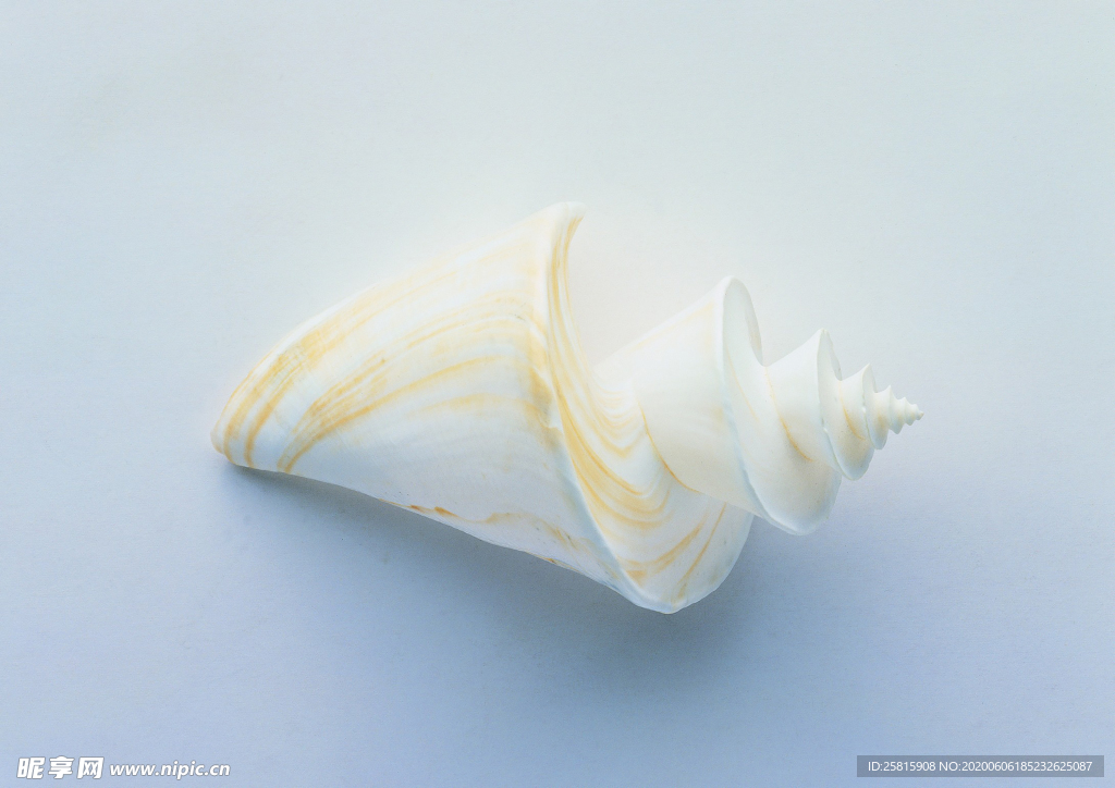 贝壳海螺唯美图片