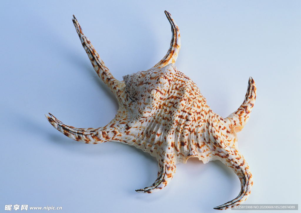 贝壳海螺唯美图片